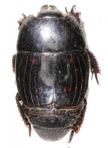 Hister quadrimaculatus